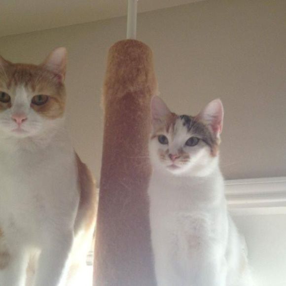 Meet your Posher, Alexis - Picture 1 of 1